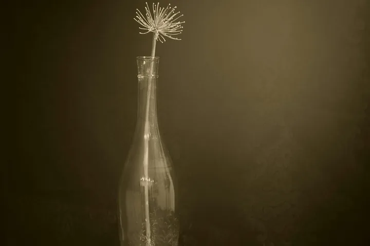 玻璃瓶里一朵蒲公英立在暗色背景前。