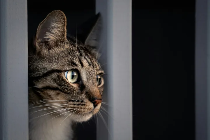 一只虎斑猫从百叶窗之间探出头。